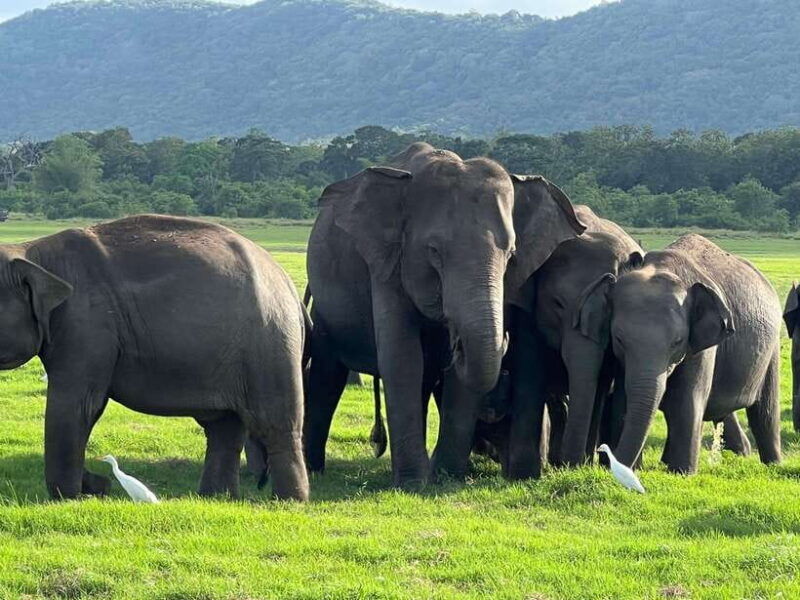 minneriya-national-park-private-jeep-safari-sri-lanka