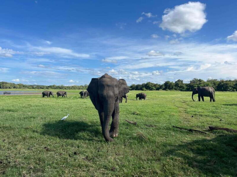 minneriya-national-park-private-jeep-safari-sri-lanka