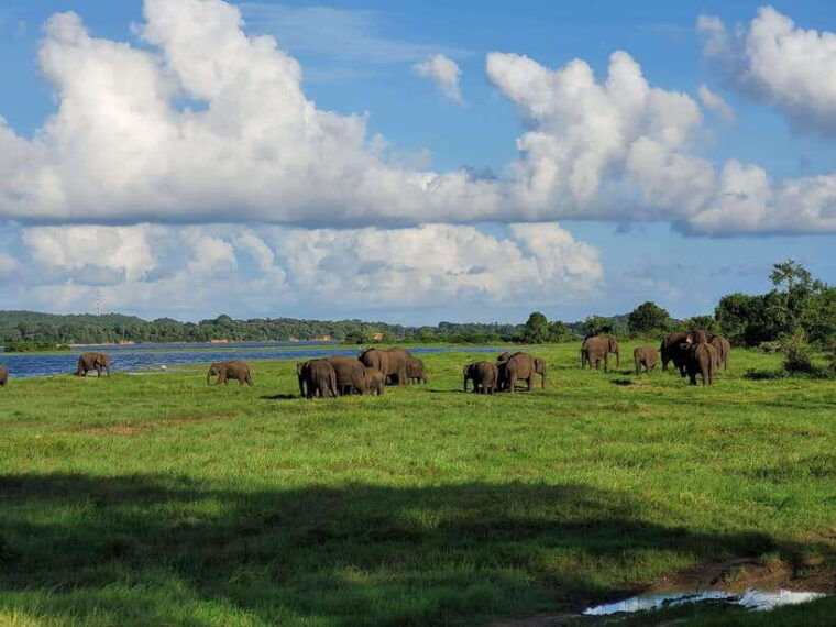 minneriya-national-park-private-jeep-safari-sri-lanka