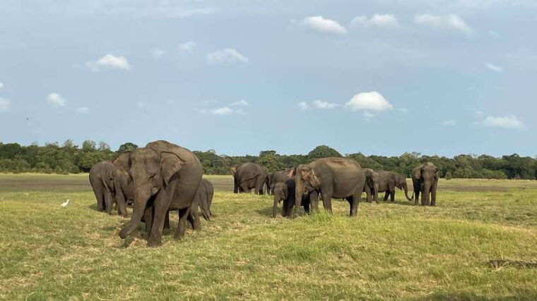 minneriya-national-park-private-jeep-safari-sri-lanka