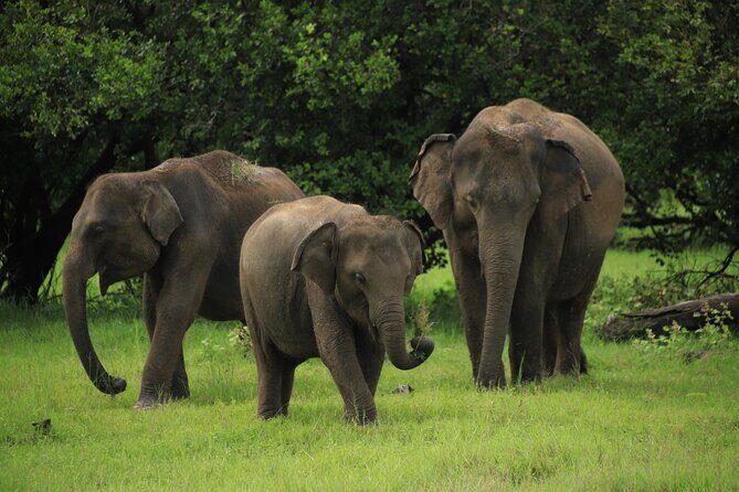 Minneriya National Park Private Jeep Safari with Elephant Viewing - Key Points
