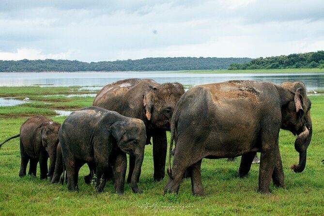 Minneriya National Park Private Jeep Safari with Elephant Viewing - An Introduction to the Safari