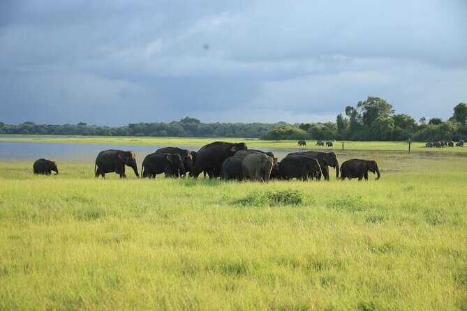 Minneriya National Park Private Jeep Safari with Elephant Viewing - What Youll Experience During the Safari