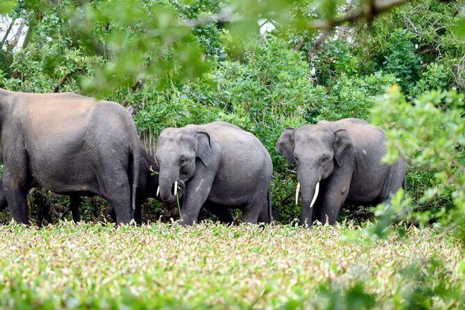 Minneriya National Park Private Jeep Safari with Elephant Viewing - The Reviewers’ Perspectives