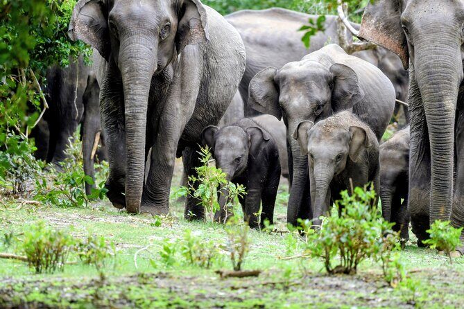 Minneriya National Park Private Jeep Safari with Elephant Viewing - Practical Tips for Your Safari