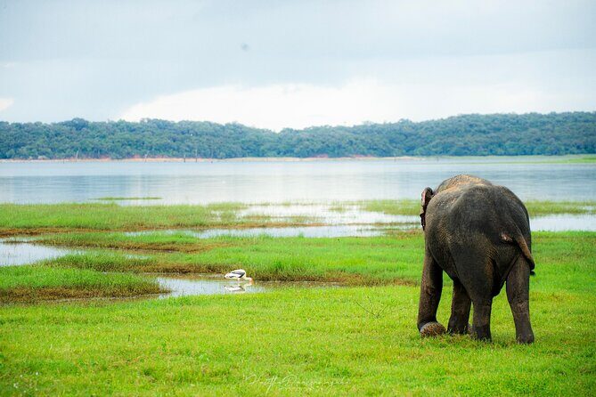 Minneriya National Park Private Jeep Safari with Elephant Viewing - Who Should Consider This Safari?