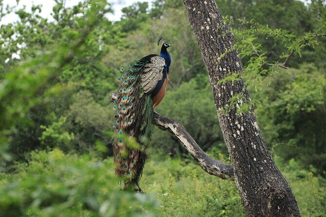 Minneriya National Park Private Jeep Safari with Elephant Viewing - The Sum Up