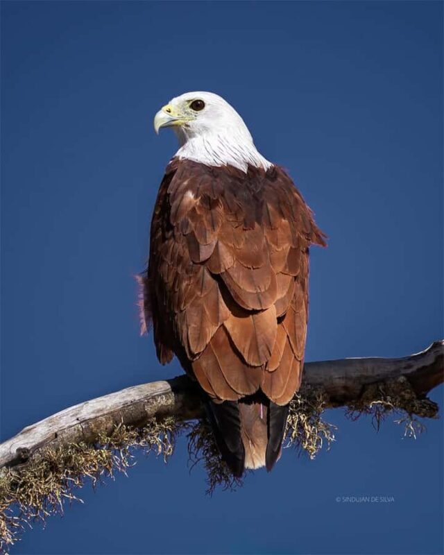 Minneriya National Park: Private Luxury Elephant Safari - Key Points