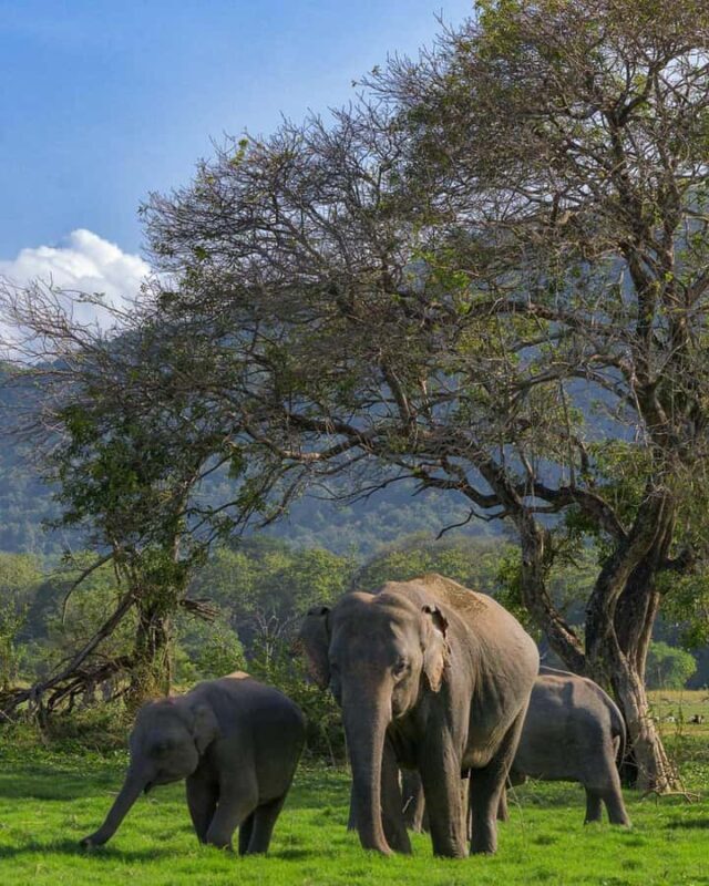 Minneriya National Park: Private Luxury Elephant Safari - The Logistics: What to Expect