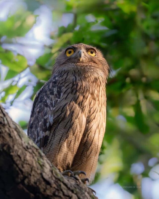 Minneriya National Park: Private Luxury Elephant Safari - The Sum Up