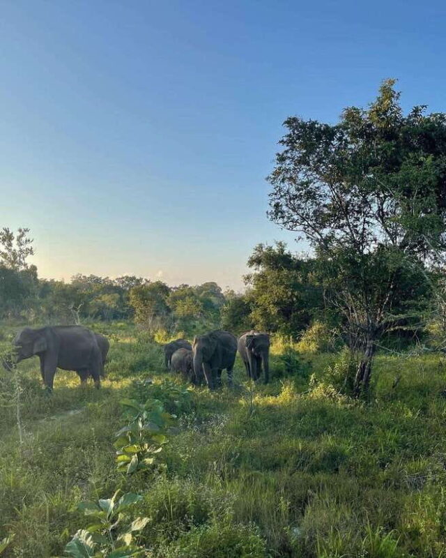 Minneriya National Park Private Luxury Elephant Safari - Who Will Enjoy This Tour?