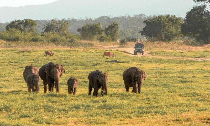 minneriya-national-park-private-safari-from-kandy