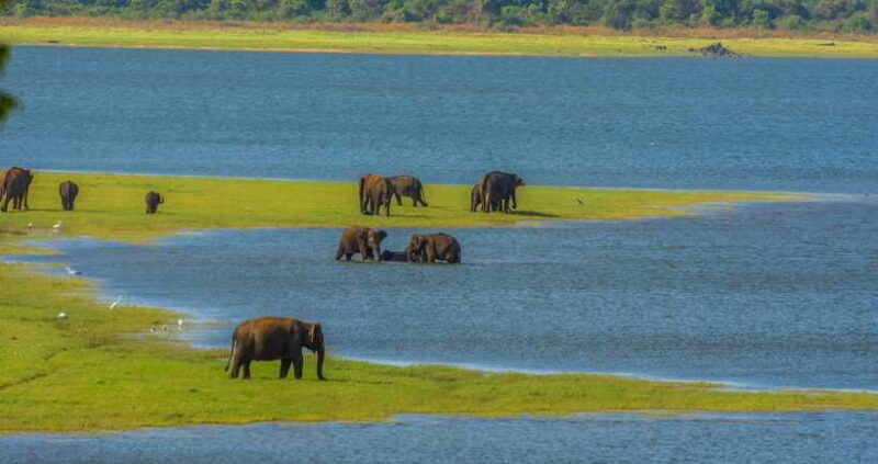 minneriya-national-park-private-safari-from-kandy