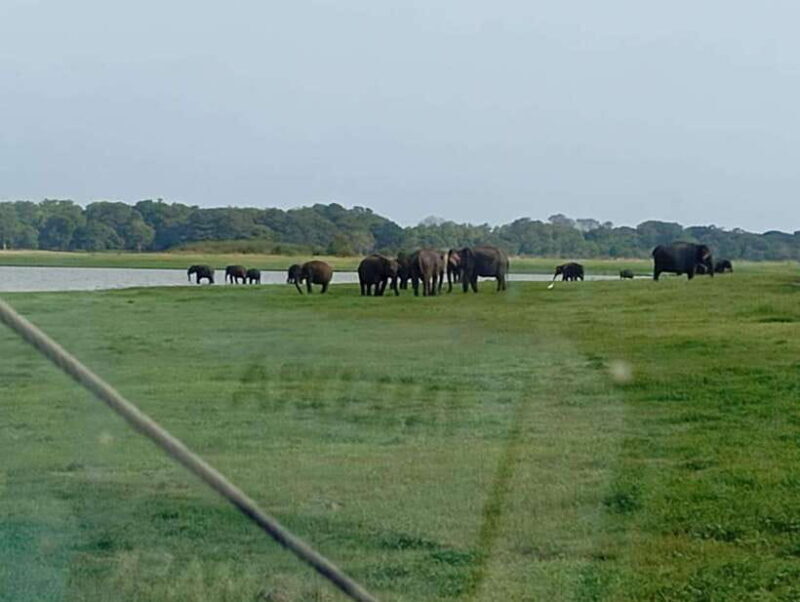 Minneriya National Park: Private Safari with Hotel Pick-up - FAQ