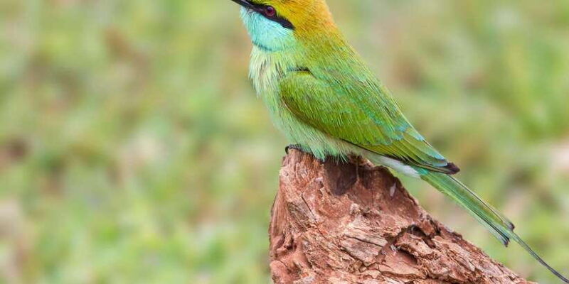 minneriya-national-park-safari-by-a-4x4