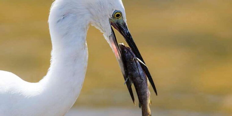 minneriya-national-park-safari-by-a-4x4