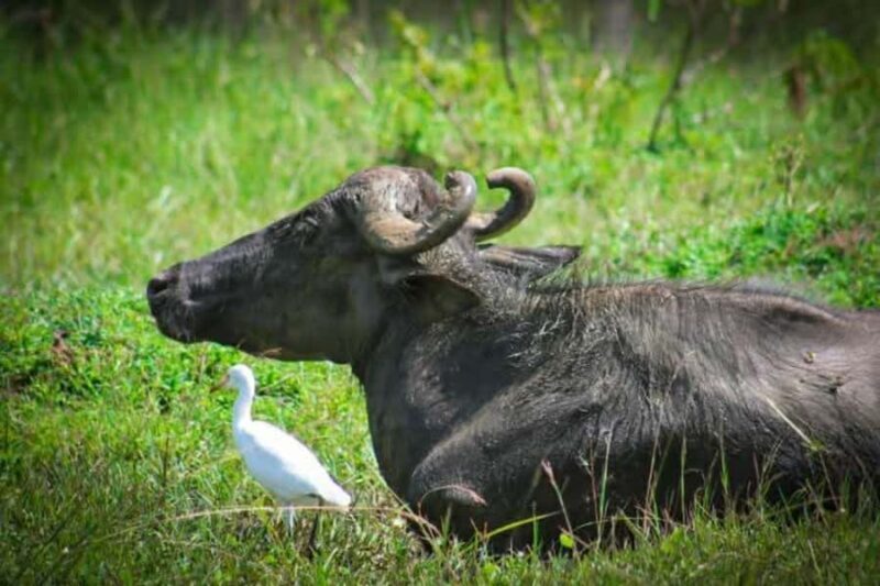 Minneriya National Park Safari: Elephants, Birds & Wildlife - Authentic Insights from Reviewers