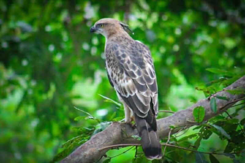 Minneriya National Park Safari: Elephants, Birds & Wildlife - Why This Tour Is a Great Choice