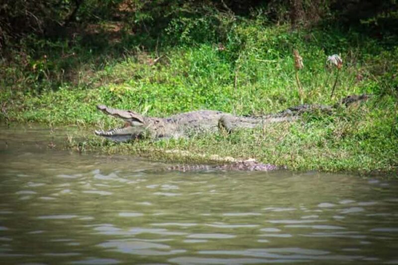 Minneriya National Park Safari: Elephants, Birds & Wildlife - The Sum Up
