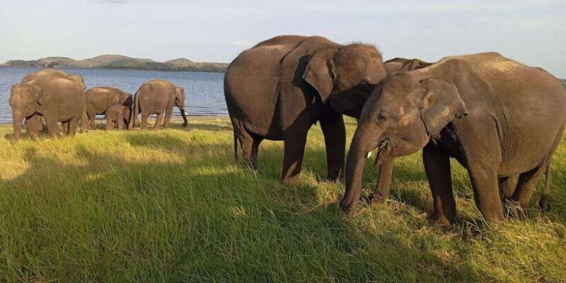 Minneriya National Park Safari - Entrance Fee Included - What Makes This Tour Stand Out