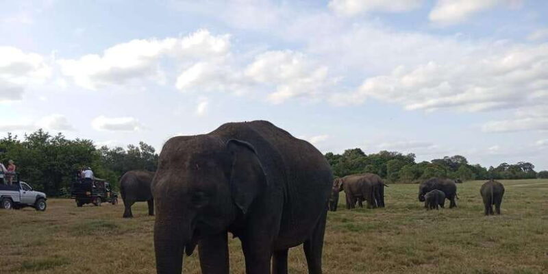 Minneriya National Park Safari - Entrance Fee Included - Detailed Breakdown