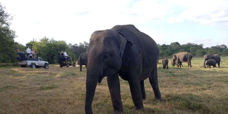 Minneriya National Park Safari - Entrance Fee Included - Who This Tour Is Perfect For