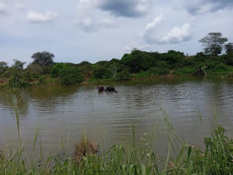 Minneriya National Park Safari - Entrance Fee Included - Final Thoughts