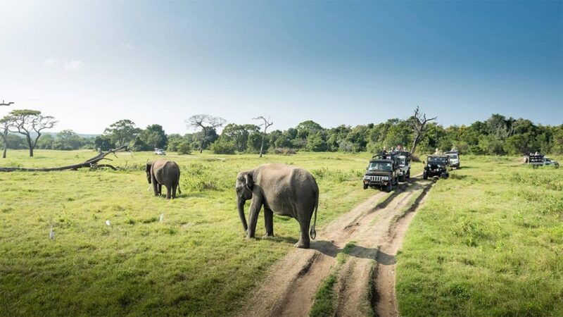 minneriya-national-park-safari-from-habarana