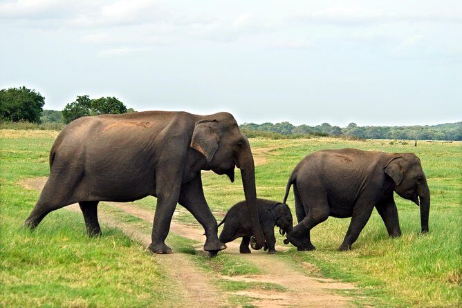 Minneriya National Park Safari from Kandy - Minneriya National Park Safari from Kandy: An Authentic Wildlife Adventure