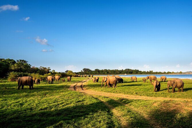Minneriya National Park Safari from Kandy - An Overview of the Tour