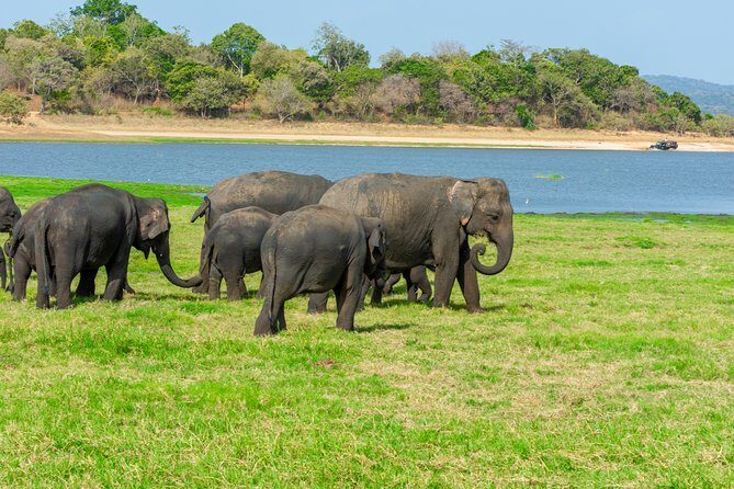 Minneriya National Park Safari from Kandy - Who is This Tour Best Suited For?