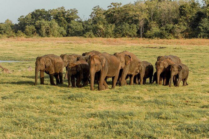 Minneriya National Park Safari from Kandy - Practical Details and Considerations