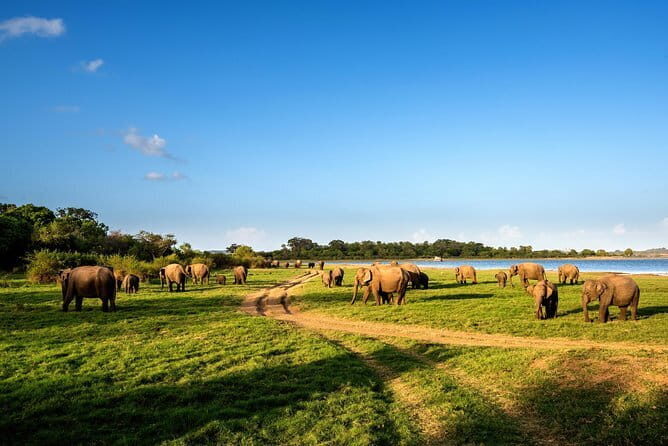 Minneriya National Park Safari from Polonnaruwa - An Introduction to the Experience