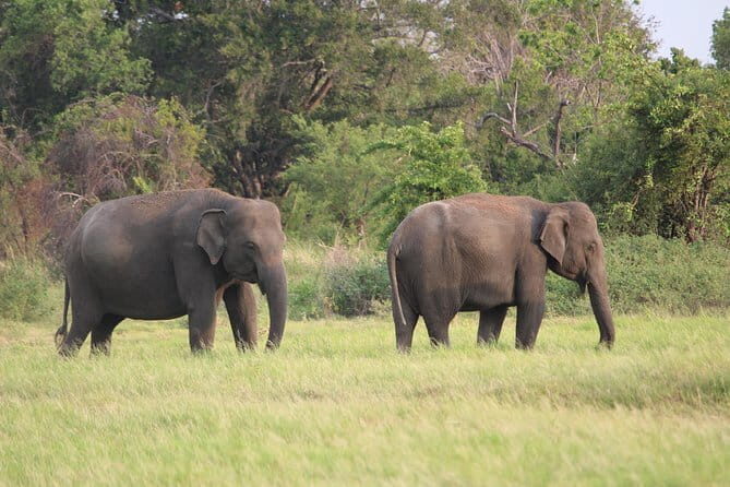 Minneriya National Park Safari from Polonnaruwa - What You Can Expect from the Guide and Logistics
