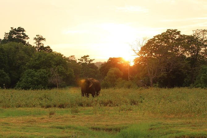 Minneriya National Park Safari from Polonnaruwa - Pricing and Value