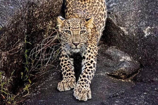 Minneriya National Park Safari from Polonnaruwa - The Sum Up