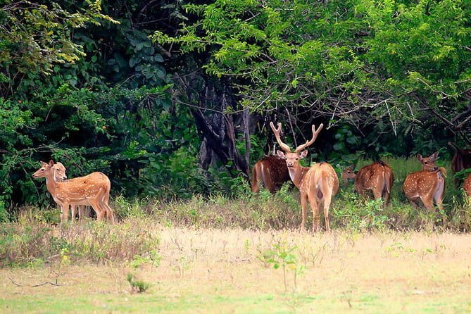 Minneriya National Park Safari from Polonnaruwa - FAQs