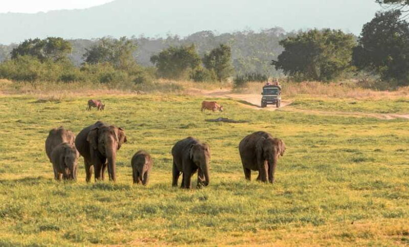 Minneriya National Park Safari from Sigiriya (Private Group) - Frequently Asked Questions