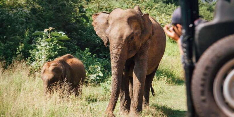 minneriya-national-park-safari-in-a-4x4