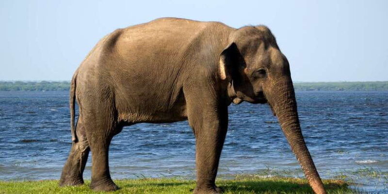 minneriya-national-park-safari-in-a-4x4-vehicle