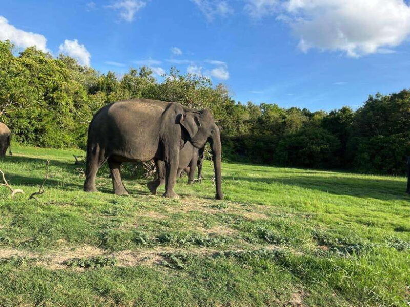 minneriya-national-park-safari-jeep-with-tickets