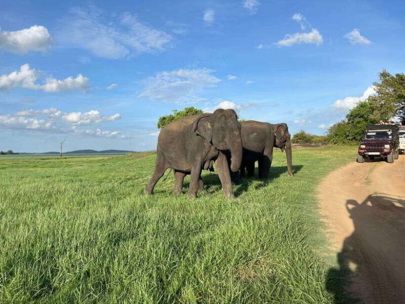 minneriya-national-park-safari-jeep-with-tickets