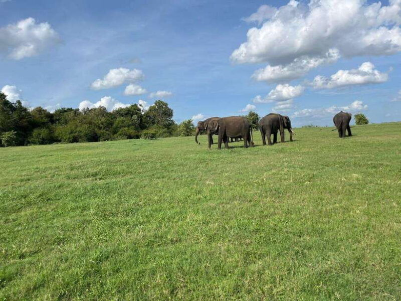 minneriya-national-park-safari-jeep-with-tickets