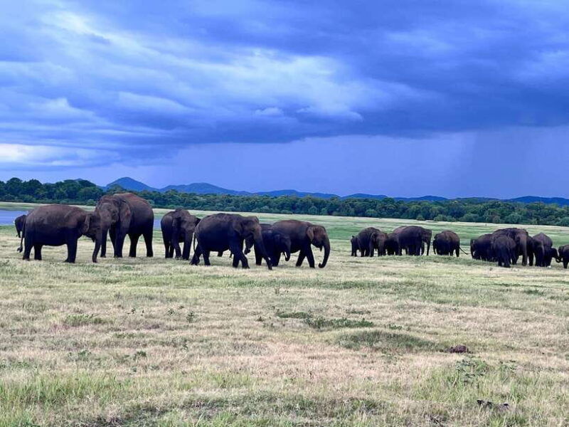 minneriya-national-park-safari-jeep-with-tickets