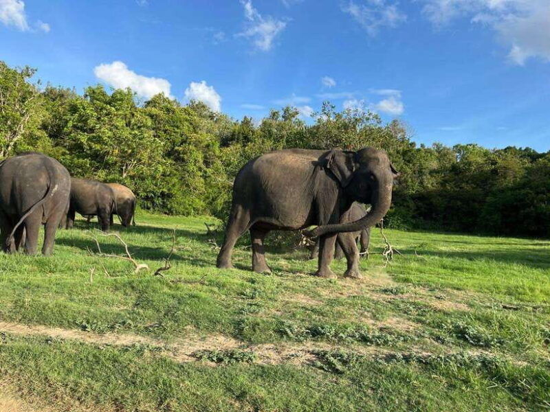 minneriya-national-park-safari-jeep-with-tickets