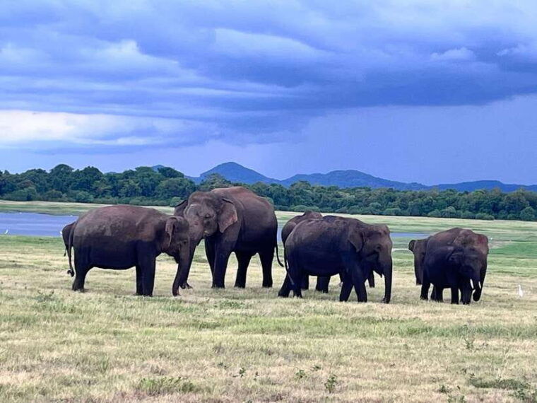 minneriya-national-park-safari-jeep-with-tickets
