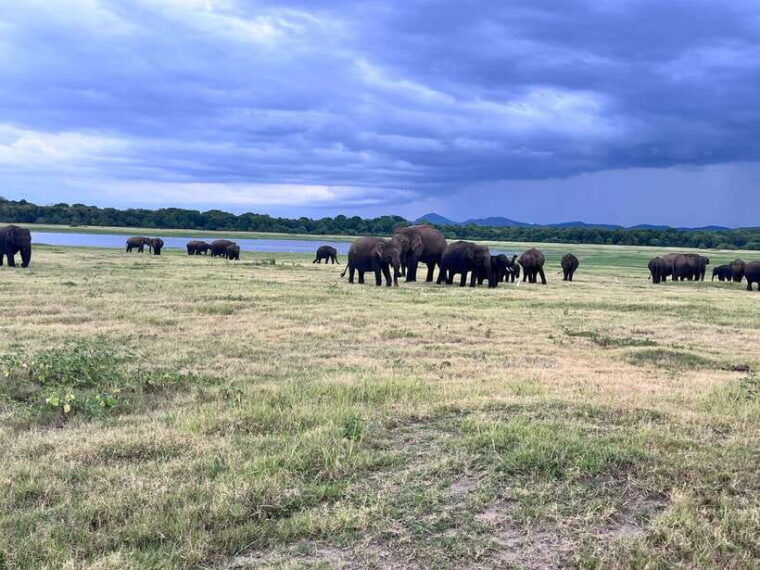 minneriya-national-park-safari-jeep-with-tickets