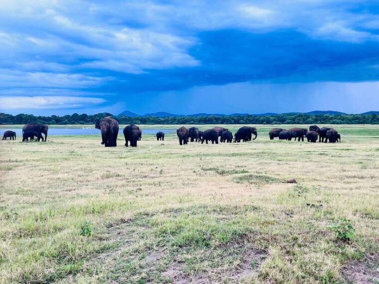 minneriya-national-park-safari-jeep-with-tickets