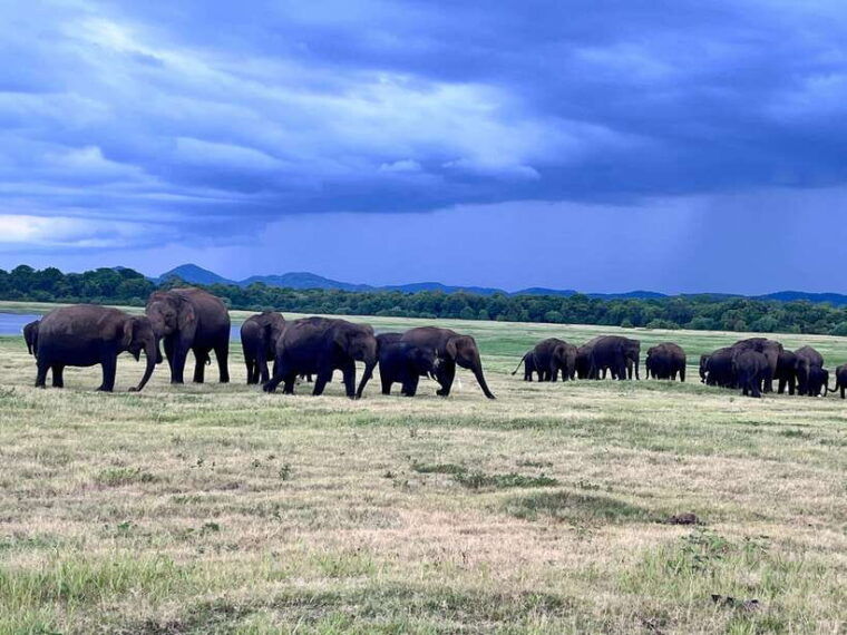 minneriya-national-park-safari-jeep-with-tickets