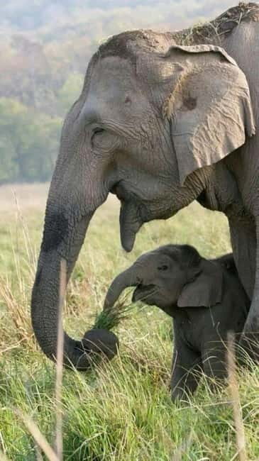 Minneriya National Park Safari See Wild Elephants Up Close - An Overview of the Safari Experience